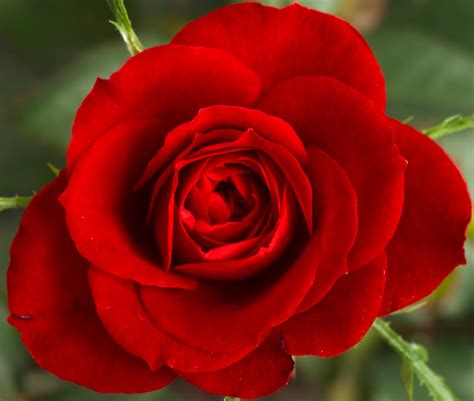 red rose pic free download|More.